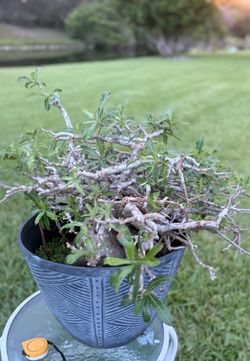 🌺 Beautiful Desert Rose Plant — Large & Ready for a New Home! 🌺