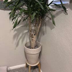 Indoor Plant And Pottery Barn Pot For 75.