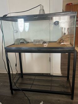 Lizard reptile habitat full set up cage stand rocks