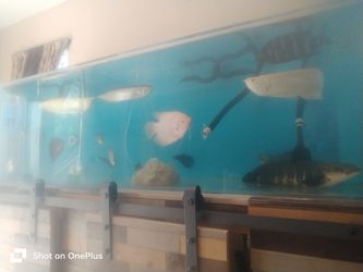 240 gallon acrylic fish tank