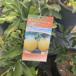 Fruit Trees