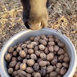 Farm Fresh Pecans 