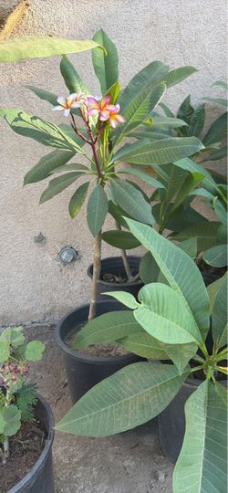 Plumeria