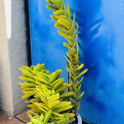 crassula falcata "Propeller plant