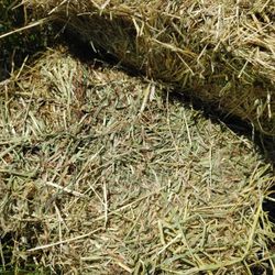 Livestock Hay / Wild Oats /  Avena