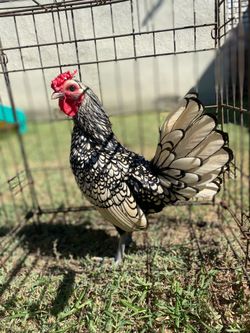 Silver lace sebright
