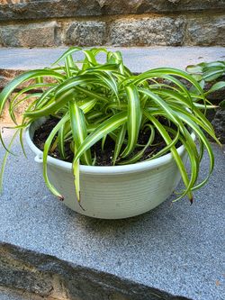 Spider plant houseplant