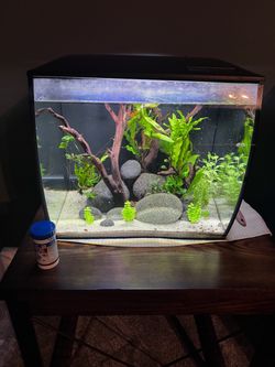 Fish Tank - Fluval Flex
