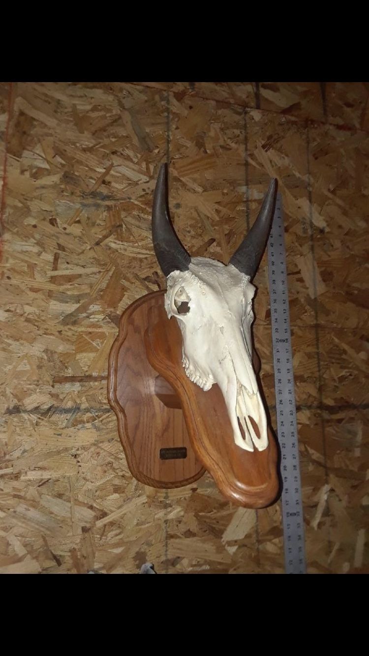 Nilgai european mount