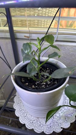 Plant