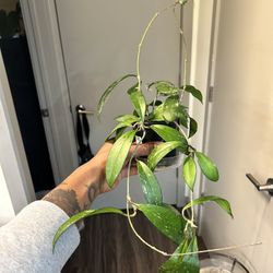 Hoya Plant