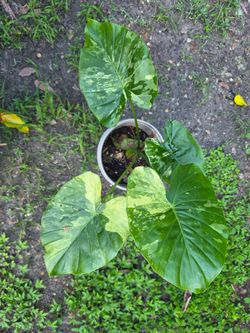 Alocasia Odora Aurea Variegated