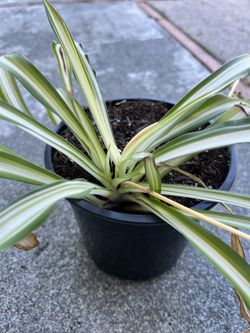 Spider Plant 6” Pot