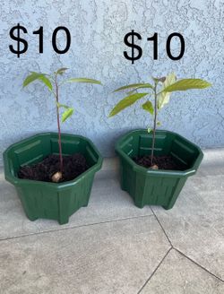 avocado tree