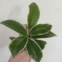 Hoya Carnosa Krimson Queen Plant Cuttings