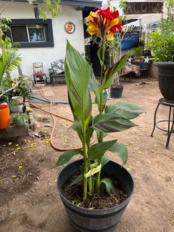 canna lily