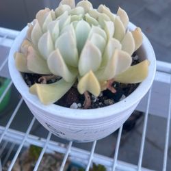 Succulent $10 