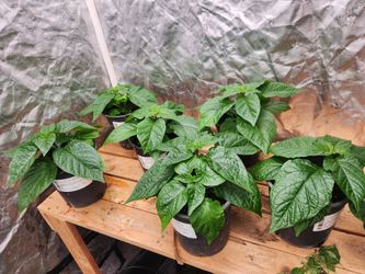 Carolina Reaper Pepper Plants