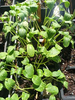 Cucumber seedlings $1 each