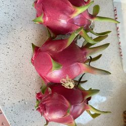 Organic Dragon Fruits Plants 