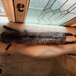 Silver Fox Pelt