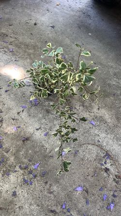 Plant