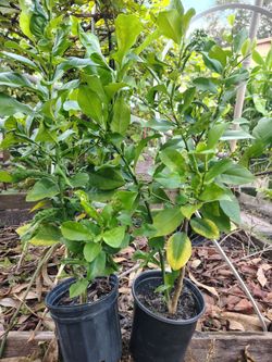 Lemon tree from seed