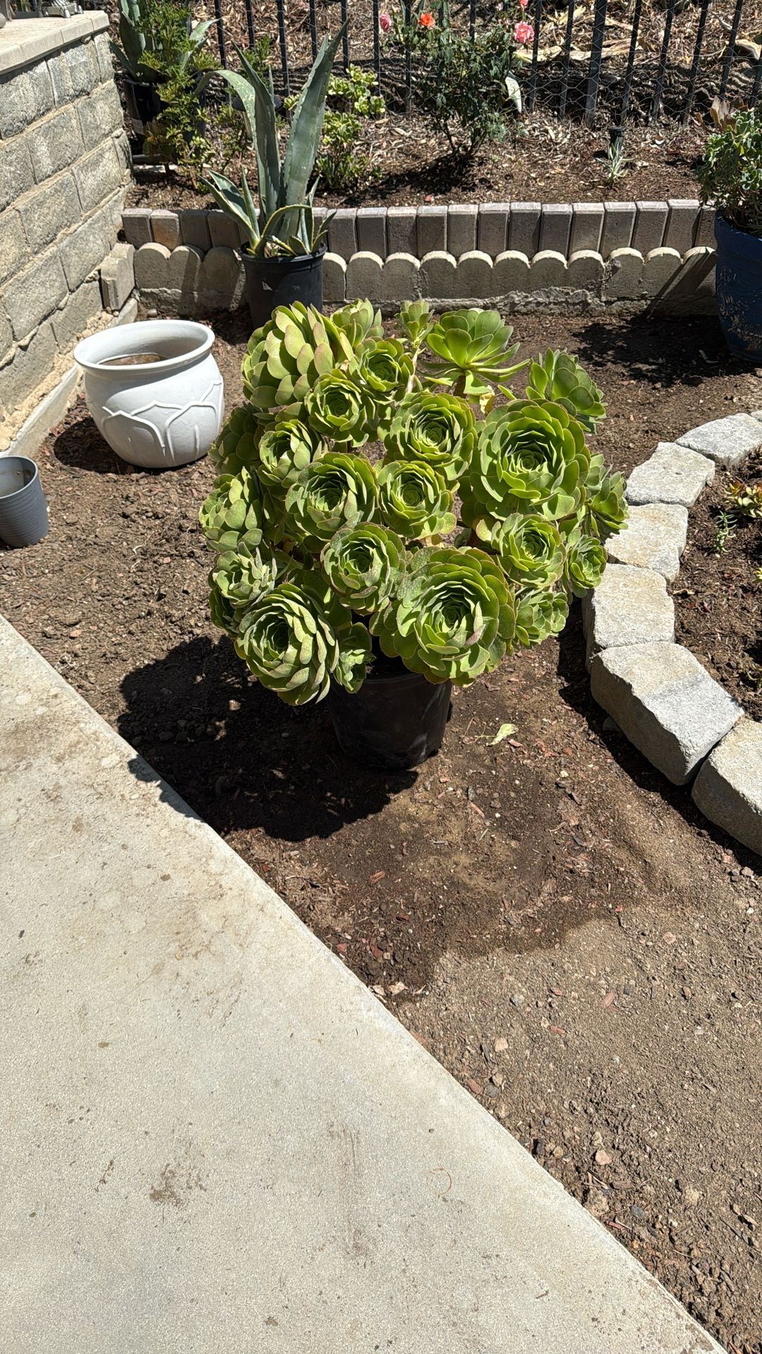 Succulent Plant