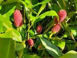 Natural Treatment For Hair Shampoo Ginger Lily Plant Blooms Summer And Fall Full Sun Partial Shade Drought Tolerant 