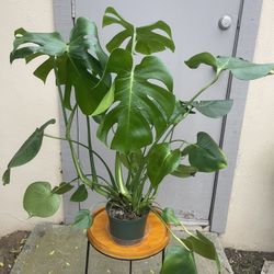 Monstera Deliciosa House Plant 6” Pot