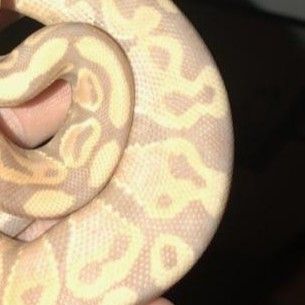 Snake rehoming ball python