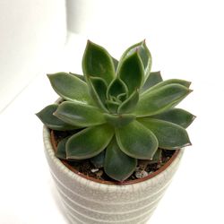 🎄🎁 Succulent Echeveria Lipstick  House Plant In Cute Ceramic Pot 3" H.