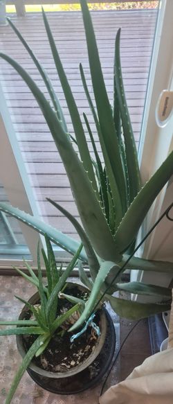 Free Aloevera leaves
