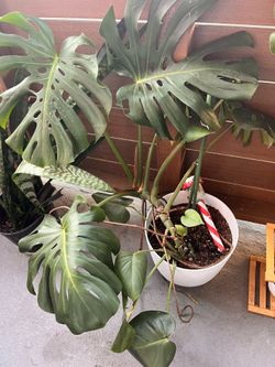 Monastera w white pot and snake plant