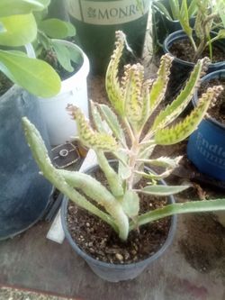 Mother of Thousands Tree Aloe
¡Raro Aloe Árbol con Ramas