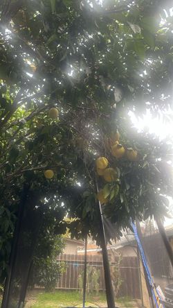 Grapefruit S