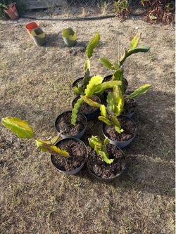 8 rooted dragon fruit plants available