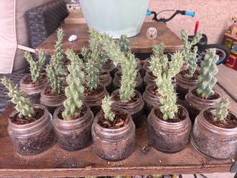 Baby Cholla cacti - $5 each