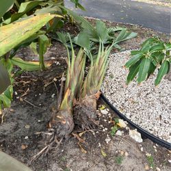 Free Bird Of Paradise Plants Ready About 4 Feet Tall