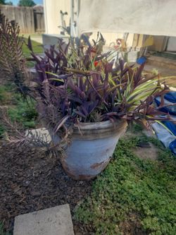 Clay planter with plants