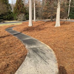 Long Leaf Pine Needles 