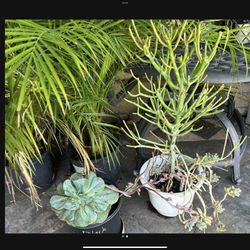 Beautiful Succulents