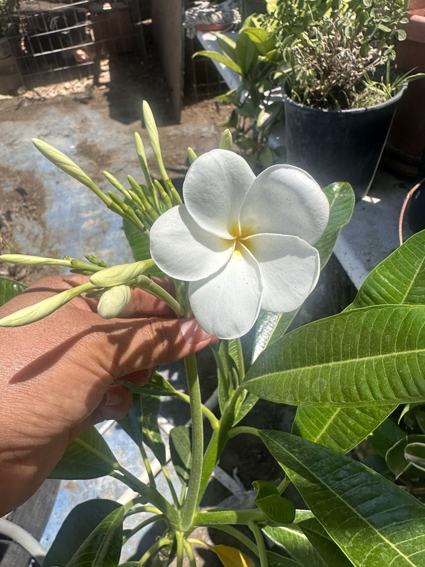 Plumeria Hong Kong