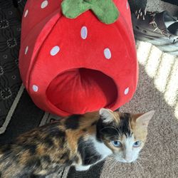 Cute Strawberry Pet Bed Cave