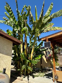 Banana plants