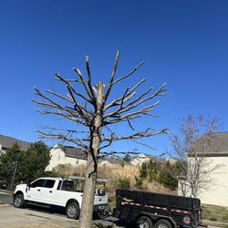 We Do Tree Work Around Charlotte Removal   Laws Wor 