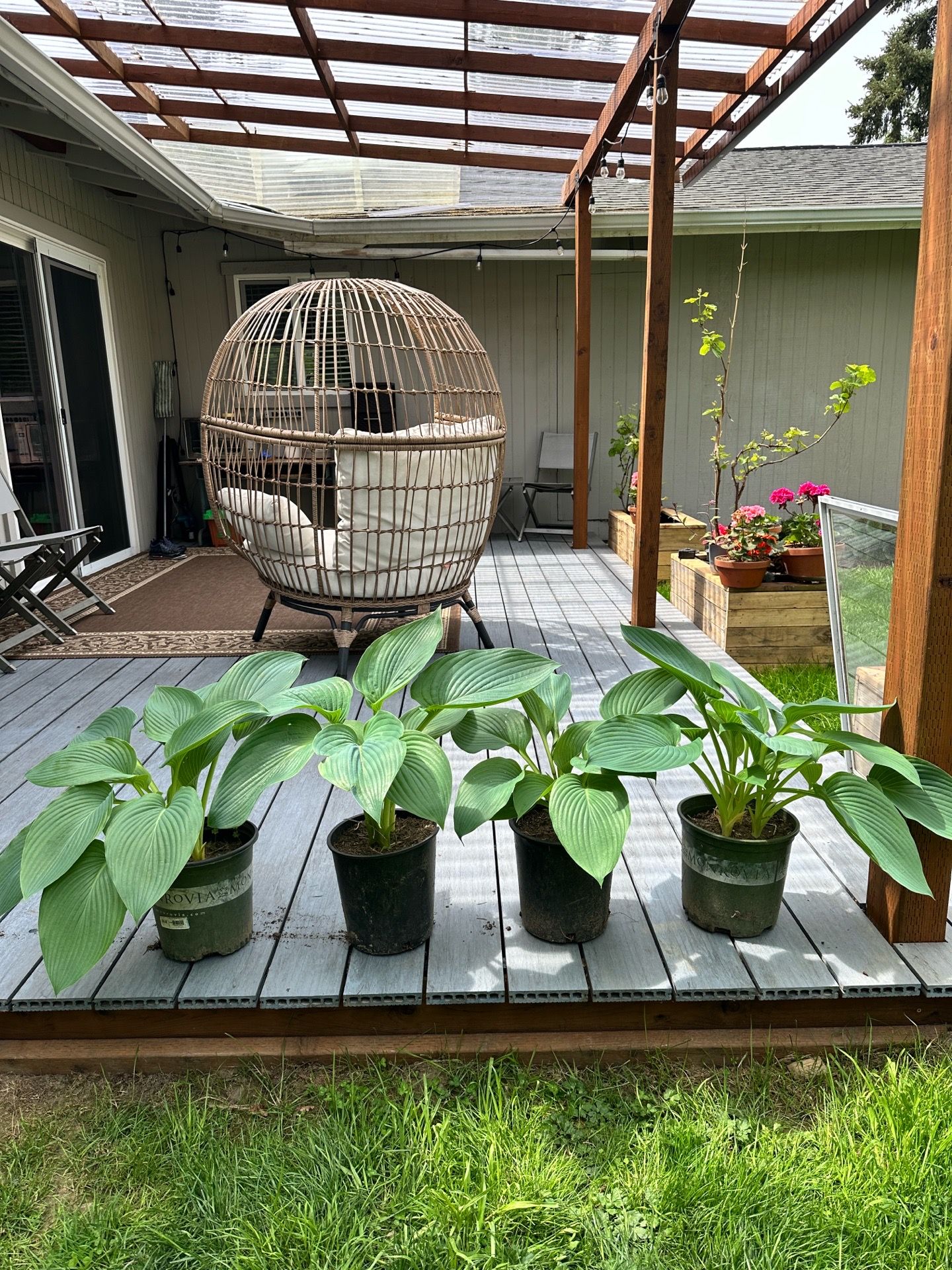 Outdoor Hostas