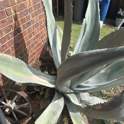 Large Agave