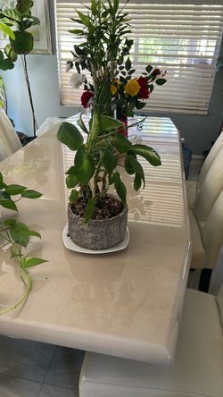 Plant Dumb Cane
