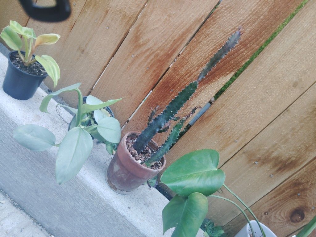 Euphorbia